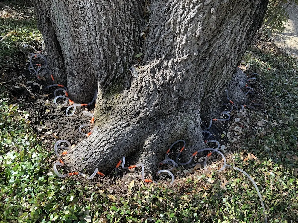 Detailed Tree Cabling and Bracing job site in Whites Creek