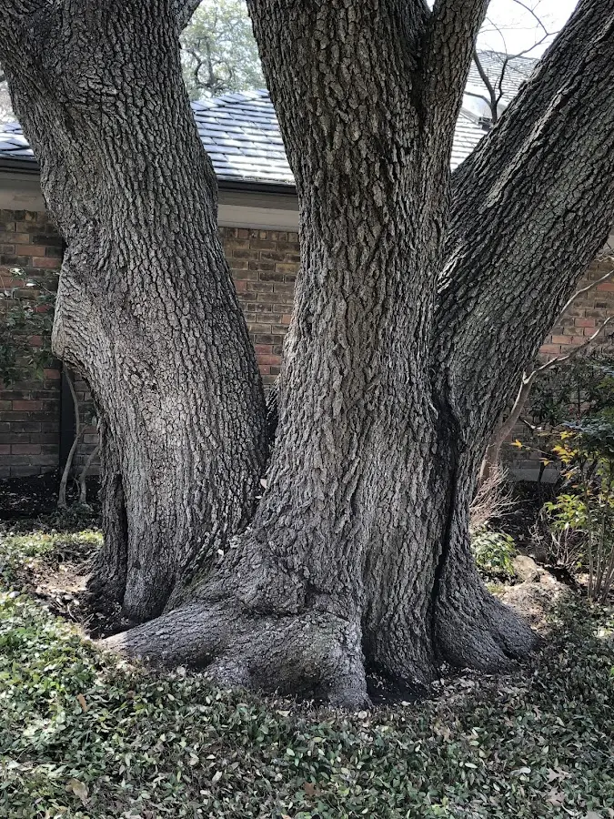 Mature heritage tree close to a Whites Creek property cared for by certified arborists